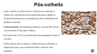  Após a colheita, os cachos de coco verde devem ser deixados à
sombra até o momento de serem transportados para o galpão ou
levados diretamente para os caminhões que farão a distribuição do
produto no mercado.
 Armazenamento: Em temperatura ambiente, acima de 20ºC devem
ser consumidos 10 dias após a colheita.
 Em câmara fria a 12ºC esse período pode ser prolongado por mais 15
a 20 dias.
 Tratos culturais após ou durante a colheita devem ser efetuados as
limpeza das copas, com a retirada de folhas e cacho de cocos
pendentes. 47
 