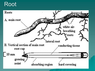 Root
 