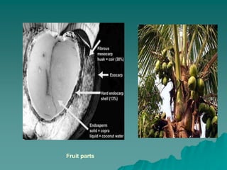 Fruit parts
 