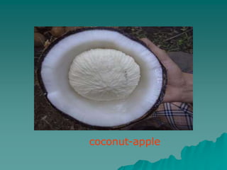 coconut-apple
 
