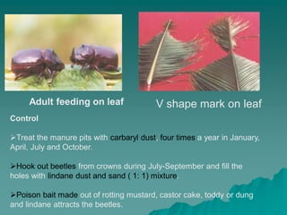 Adult feeding on leaf V shape mark on leaf
Control
Treat the manure pits with carbaryl dust, four times a year in January,
April, July and October.
Hook out beetles from crowns during July-September and fill the
holes with lindane dust and sand ( 1: 1) mixture.
Poison bait made out of rotting mustard, castor cake, toddy or dung
and lindane attracts the beetles.
 