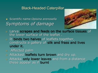 Black-Headed Caterpillar
 Scientific name:Opisina arenosella
Symptoms of damage
o Larva scrapes and feeds on the surface tissues of
the lower surface of the leaflet .
o It binds two halves of leaflets together,
constructs a gallery of silk and frass and lives
under it.
o Affected palm
o Attacked leaflets turn brown and dry up.
o Attacks only lower leaves and from a distance
these appear as if burnt.
 