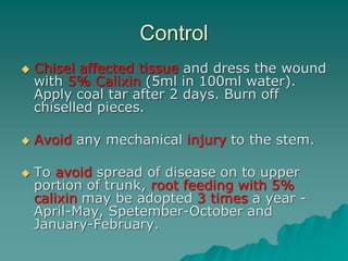 Control
 Chisel affected tissue and dress the wound
with 5% Calixin (5ml in 100ml water).
Apply coal tar after 2 days. Burn off
chiselled pieces.
 Avoid any mechanical injury to the stem.
 To avoid spread of disease on to upper
portion of trunk, root feeding with 5%
calixin may be adopted 3 times a year -
April-May, Spetember-October and
January-February.
 