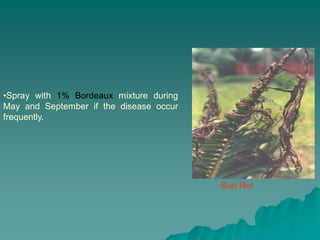 Bud Rot
•Spray with 1% Bordeaux mixture during
May and September if the disease occur
frequently.
 