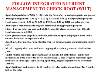FOLLOW INTEGRATED NUTRIENT
MANAGEMENT TO CHECK ROOT (WILT)
• Apply balanced dose of NPK fertilizers in the form of urea, rock phosphate and potash
• Average management : 0.34 kg N, 0.17 kg P2O5 and 0.68 kg K2O per palm per year
• Good management : 0.50 kg N, 0.32 kg P2O5 and 1.20 kg K2O per palm per year
• Add organic manures (cattle or green manure) @ 50 kg per palm per year
• Lime : 1 kg per palm per year and MgO (Magnesite Magnesium source) : 100g (In
Onattukara region: 500g)
• Grow green manure crops like sunhemp, sesbania, cowpea, calapagonium etc in the
coconut basin and incorporate in situ
• Adopt mixed farming by raising fodder crops in the interspaces and maintaining milch
cows
• Mixed cropping with cocoa and intercropping with tapioca, yams and elephant foot
yam
• Under rainfed conditions apply fertilizers in 2 splits, 1/3 at the time of south-west
monsoon and 2/3rd before the north-east monsoon. Under irrigated conditions apply
fertilizers in three equal splits during April-May, August-September and December-
January
• Apply fertilizers and manures in 10 cm deep circular basins at a radius of 2m from the
bole of the palm
 