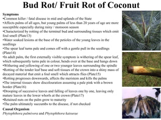 Bud Rot/ Fruit Rot of Coconut
Symptoms
•Common killer / fatal disease in mid and uplands of the State
•Affects palms of all ages, but young palms of less than 20 years of age are more
susceptible especially during rainy / monsoon season
•Characterized by rotting of the terminal bud and surrounding tissues which emit
foul smell (Plate13)
•Water soaked lesions at the base of the petioles of the young leaves in the
seedlings
•The spear leaf turns pale and comes off with a gentle pull in the seedlings
(Plate14)
•In adult palm, the first externally visible symptom is withering of the spear leaf,
which subsequently turns pale in colour, bends over at the base and hangs down
•Withering and yellowing of one or two younger leaves surrounding the spindle
•Rotting of the tender leaf base and soft tissues of the crown into a shiny mass of
decayed material that emit a foul smell which attracts flies (Plate15)
•Rotting progresses downwards, affects the meristem and kills the palms
•The internal tissues show discolouration assuming a pale pink with a brown
border (Plate16)
•Drooping of successive leaves and falling of leaves one by one, leaving only
mature leaves in the lower whorls at the crown (Plate17)
•Retained nuts on the palm grow to maturity
•The palm ultimately succumbs to the disease, if not checked
Causal Organism
Phytophthora palmivora and Phytophthora katsurae
 