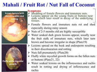 Symptoms
 Shedding of female flowers and immature nuts.
 Lesions appear on the young fruits or buttons near
stalk which later result in decay of the underlying
tissues.
 Female flowers and immature nuts rot and shed
especially during rainy season
 Nuts of 2-5 months old are highly susceptible
 Water soaked dark green lesions appear, usually near
the fruit stalk of immature nuts, which later turn
brown and become irregular in shape (Plate19)
 Lesions spread on the husk and endosperm resulting
in their discolouration and rotting
 Nuts fall prematurely (Plate20)
 Fluffy white mycelial growth forms on the fallen nuts
or buttons (Plate21, 22)
 Water soaked lesions on the inflorescence and rachis
result in rotting and drying of inflorescence and
rachis
Mahali / Fruit Rot / Nut Fall of Coconut
Fluffy white mycelial
growth
brown lesions with
discolouration and
rotting
 