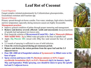 Causal Organism
Fungal complex initiated predominantly by Colletotrichum gloeosporioides,
Exserohilum rostratum and Fusarium spp.
Spread of Disease
Primary spread through air-borne conidia. Free water, raindrops, high relative humidity
and low temperature especially during monsoon season are highly favaourable.
Management practices
 Improve general condition of palms through proper manuring and management.
 Remove and destroy severely affected / senile and uneconomic decayed portions
of spindle leaf and upmost two leaves only.
 Pour fungicide solution of Hexaconazol (Contaf 5E) - 2ml or Mancozeb (Dithane
M45/ Indifil M45) - 3g in 300ml water per palm to the base of spindle leaf.
 Apply 20g Phorate 10G mixed with 200g fine sand around the base of spindle
leaf.
 2-3 rounds of spraying is sufficient in case of mild infection.
 Clean the crown in general during pre-monsoon period.
 Remove and destroy the rotten portions from the spear leaf and the 2-3
adjacent leaves
 Pour 300 -1000 ml of fungicidal solution of 3g mancozeb in 300ml water at the
base of spear
 Spray crowns and leaves with 1% Bordeaux mixture or 0.5% Copper
oxychloride formulation (5g/L) or 0.4% Mancozeb (4g/L) in January, April-
May and September. While spraying, care should be taken to spray the spindle
leaf and 2-3 adjacent leaves
Leaf Rot of Coconut
 