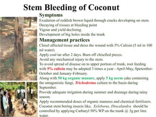 Symptoms
Exudation of reddish brown liquid through cracks developing on stem.
Decaying of tissues at bleeding point
Vigour and yield declining.
Development of big holes inside the trunk
Management practices
Chisel affected tissue and dress the wound with 5% Calixin (5 ml in 100
ml water).
Apply coal tar after 2 days. Burn off chiselled pieces.
Avoid any mechanical injury to the stem.
To avoid spread of disease on to upper portion of trunk, root feeding
with 5% calixin may be adopted 3 times a year - April-May, Spetember-
October and January-February.
Along with 50 kg organic manure, apply 5 kg neem cake containing
the antagonistic fungi, Trichoderma culture to the basin during
September.
Provide adequate irrigation during summer and drainage during rainy
season.
Apply recommended doses of organic manures and chemical fertilizers.
Coconut stem boring insects like, Xyleborus, Diocalandra should be
controlled by applying Carbaryl 50% WP on the trunk @ 3g per litre
water.
Stem Bleeding of Coconut
 