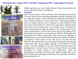 Middle aged palms are more fatally affected. Palms bear profusely just
prior to and at the initiation of symptoms.
Symptoms
Outer whorl of leaves wither and droop with yellowing and browning.
The outer whorl of leaves remaining suspended vertically around the stem
for a long time to form a skirt of dead leaves around the trunk (Plate31).
Leaves break or buckle very close to their bases. Successively produced
leaves are smaller and the crown is reduced to a mere handful of short
erect yellow leaves (Plate 32). Apex of the trunk tapers. Drooped leaves
fall off one by one leaving only a few smaller leaves at the apex.The
newly formed leaves are pale and smaller in size. Finally smaller leaves
wither and bud decays. Crown is easily blown off by wind. Rotting of the
basal portion of the stem is very characteristic (Plate33). Brittle bark often
gets peeled off in flakes leaving open cracks and crevices. Bleeding of
reddish brown viscous fluid with the decayed tissues beneath. (Plate34) It
is restricted to basal portion of the stem (0.1-1.5 m) from the base
(Plate35). The internal tissues are discoloured, disintegrated and emitting
a bad smell. Bole decays rapidly resulting in the formation of large
cavities. Extensive damage of the root system following rotting and
disintegration of cortical tissues. Necrosis of male flowers and poorly
developed few female flowers in the inflorescence, arrest the
development of bunches and barren nuts. Bracket shaped shiny waxy
brown frutification of the fungus at the base of the trunk after the death of
the palm (Plate 36, 37).
Basal Stem Rot / Tanjore Wilt / Foot Rot / Ganoderma Wilt / Anabe Roga of Coconut
Bleeding of reddish
brown viscous fluid
yellowing
Exudation of reddish
brown fluid
 