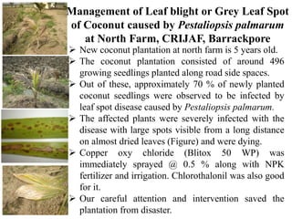  New coconut plantation at north farm is 5 years old.
 The coconut plantation consisted of around 496
growing seedlings planted along road side spaces.
 Out of these, approximately 70 % of newly planted
coconut seedlings were observed to be infected by
leaf spot disease caused by Pestaliopsis palmarum.
 The affected plants were severely infected with the
disease with large spots visible from a long distance
on almost dried leaves (Figure) and were dying.
 Copper oxy chloride (Blitox 50 WP) was
immediately sprayed @ 0.5 % along with NPK
fertilizer and irrigation. Chlorothalonil was also good
for it.
 Our careful attention and intervention saved the
plantation from disaster.
Management of Leaf blight or Grey Leaf Spot
of Coconut caused by Pestaliopsis palmarum
at North Farm, CRIJAF, Barrackpore
 