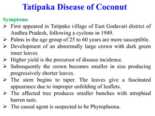 Symptoms
 First appeared in Tatipaka village of East Godavari district of
Andhra Pradesh, following a cyclone in 1949.
 Palms in the age group of 25 to 60 years are more susceptible.
 Development of an abnormally large crown with dark green
inner leaves
 Higher yield is the precursor of disease incidence.
 Subsequently the crown becomes smaller in size producing
progressively shorter leaves.
 The stem begins to taper. The leaves give a fascinated
appearance due to improper unfolding of leaflets.
 The affected tree produces smaller bunches with atrophied
barren nuts.
 The causal agent is suspected to be Phytoplasma.
Tatipaka Disease of Coconut
 