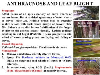 Symptoms
Affect palms of all ages especially on outer whorls of
mature leaves. Burnt or dried appearance of outer whorls
of leaves (Plate 27). Reddish brown oval to irregular
sunken lesions with dark brown margin on leaves (Plate
28). Salmon or reddish brown fruitification of the fungus
as dots on the affected leaves (Plate29). Lesions coalesce
resulting in leaf blight (Plate30). Disease progress to mid
whorl of leaves causing premature drying and falling of
leaves.
Causal Organism
Colletotrichum gloeosporioides. The disease is air borne
Management
1. Remove and destroy severely affected leaves.
2. Spray 1% Bordeaux mixture or Mancozeb 0.4%
(4g/L) on outer and mid whorls of leaves at 45 days
intervals.
3. In severe case, spray 0.3% (3ml/L) Propiconazole
(Tilt) / Hexaconazole (Contaf) at monthly interval.
ANTHRACNOSE AND LEAF BLIGHT
Burnt or dried
appearance
Reddish brown
sunken lesions
premature drying
 