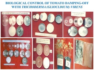 BIOLOGICAL CONTROL OF TOMATO DAMPING-OFF
WITH TRICHODERMA (GLIOCLDIUM) VIRENS
 