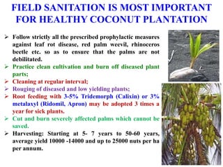  Follow strictly all the prescribed prophylactic measures
against leaf rot disease, red palm weevil, rhinoceros
beetle etc. so as to ensure that the palms are not
debilitated.
 Practice clean cultivation and burn off diseased plant
parts;
 Cleaning at regular interval;
 Rouging of diseased and low yielding plants;
 Root feeding with 3-5% Tridemorph (Calixin) or 3%
metalaxyl (Ridomil, Apron) may be adopted 3 times a
year for sick plants.
 Cut and burn severely affected palms which cannot be
saved.
 Harvesting: Starting at 5- 7 years to 50-60 years,
average yield 10000 -14000 and up to 25000 nuts per ha
per annum.
FIELD SANITATION IS MOST IMPORTANT
FOR HEALTHY COCONUT PLANTATION
 