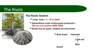 Comprehensive Study on Coconut Palm Physiology, Morphology, and Growth ...