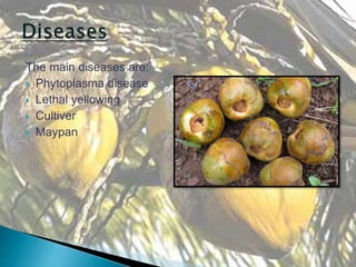 The main diseases are:
 Phytoplasma disease
 Lethal yellowing
 Cultiver
 Maypan
 