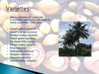 Many varieties of coconuts
C.nucifera are being cultivated in
many countries. They are-
 Dwarf yellow coconut
 Dwarf orange coconut
 Golden malay coconut
 Dwarf green coconut
 Fiji dwarf (Niu Leka)
 Green malay coconut
 King coconut
 Makapuno coconut
 Maypan coconut
 Nawassi coconut
 Yellow malay coconut
 
