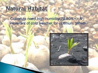 Coconuts need high humidity(70-80%+) &
intolerant of cold weather for optimum growth.
 