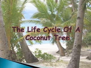The Life Cycle Of A
Coconut Tree
 