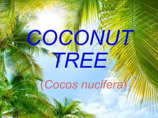 COCONUT
TREE
(Cocos nucifera)
 