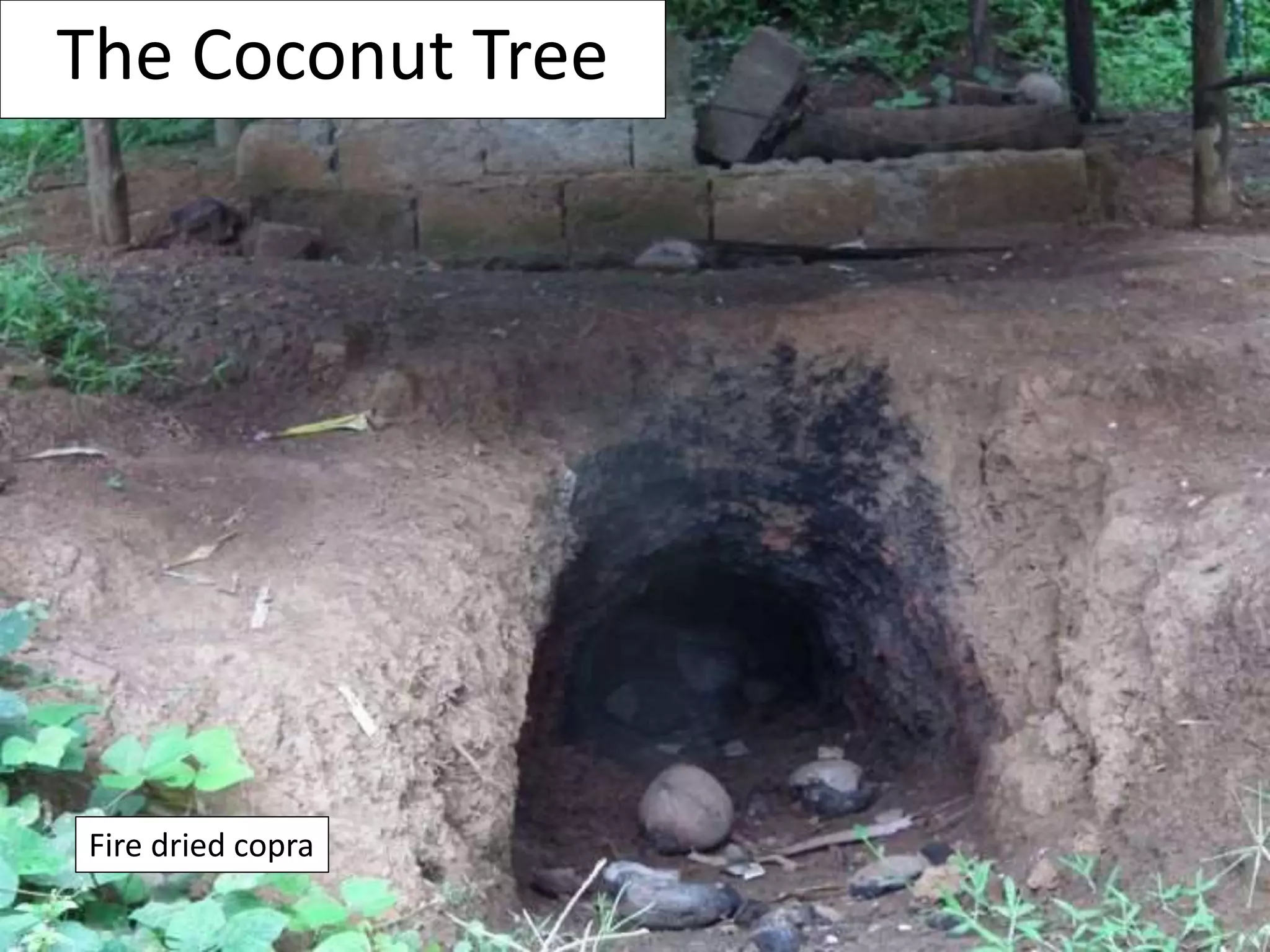 Coconut uses at Aloha Ranch | PPTX | Food & Drink