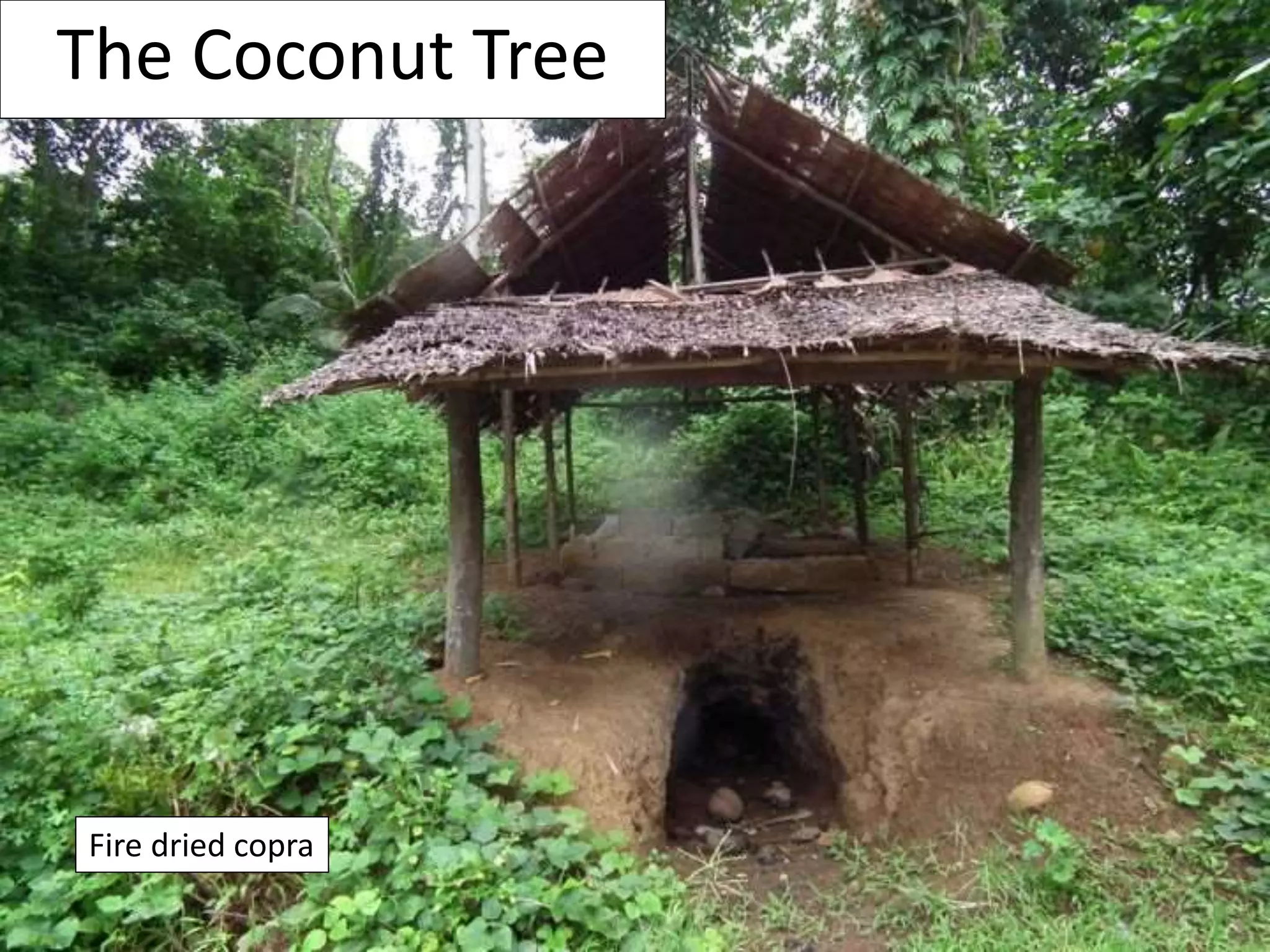 Coconut uses at Aloha Ranch | PPTX | Food & Drink