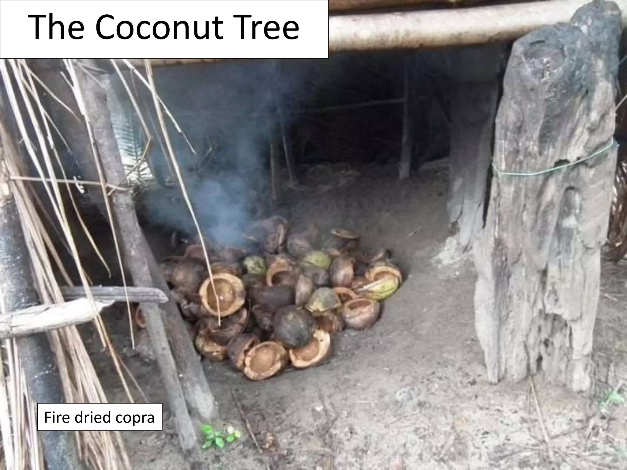Coconut uses at Aloha Ranch | PPTX | Food & Drink