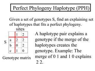 cocoon.ppt and haplogroups and haplotypes | PPT