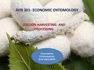 COCOON HARVESTING AND
PROCESSING
AEN 301- ECONOMIC ENTOMOLOGY
Presented by
P.Thirumoorthy
M,Sc (Agri),GKVK
 