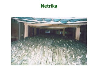 Netrika
 