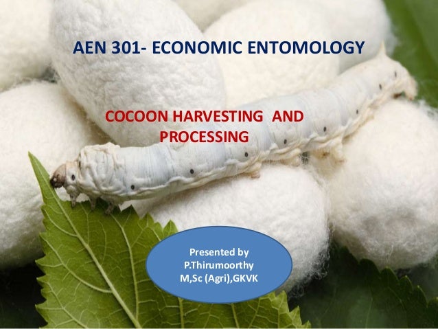 Cocoon Harvesting And Processing