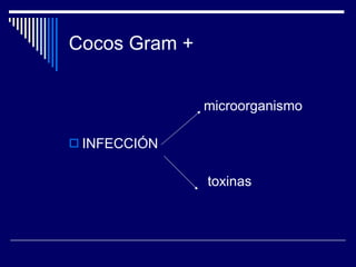 Cocos Gram + microorganismo INFECCIÓN toxinas 