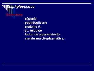 Staphylococcus Estructura: cápsula peptidoglicano proteína A ác. teicoico factor de agrupamiento membrana citoplasmática. 