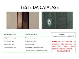 TESTE DA CATALASE
ATENÇÃO: Ao coletar a
amostra, não carregar o
meio de cultura, pois
contém catalase no meio.
FALSO-POSITIVO
 