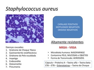 Staphylococcus aureus
Altamente resistentes
• Microbiota humana: NASOFARINGE
• Contamina PELE, MUCOSAS e OBJETOS
• Forma de Transmissão: AEROSSÓIS
Cápsula – Proteína A – Toxina alfa – Toxina beta
ETA – ETB – Enterotoxinas – Toxina do Choque
Doenças causadas:
1. Síndrome de Choque Tóxico
2. Gastroenterite estafilocócica
3. Síndrome da Pele escaldada
4. Impetigo
5. Endocardite
6. Osteomielite
7. Pneumonia
CATALASE POSITIVOS
MOTILIDADE NEGATIVOS
OXIDASE NEGATIVOS
 