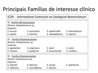 Principais Famílias de interesse clínico
ICZN - International Comission on Zoological Nomenclature
1) Família Micrococcaceae
Gênero: Staphylococcus sp.
Espécies:
S. aureus S. auricularis S. epidermidis S. haemolyticus
S. capitis S. hominis S. saprophyticus S. caprae...
2) Família Streptococcaceae
Gênero: Streptococcus sp.
Espécies:
S. agalactiae S. anginosus S. bovis S. canis
S. mutans S. pyogenes S. pneumoniae S. viridans...
3) Família Enterococcaceae
Gênero: Enterococcus sp.
Espécies:
E. faecalis E. faecium E. avium E. galinarum
E. rafinosus E. casseliflavus E. durans...
 