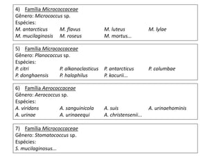 4) Família Micrococcaceae
Gênero: Micrococcus sp.
Espécies:
M. antarcticus M. flavus M. luteus M. lylae
M. mucilaginosis M. roseus M. mortus...
5) Família Micrococcaceae
Gênero: Planococcus sp.
Espécies:
P. citri P. alkanoclasticus P. antarcticus P. columbae
P. donghaensis P. halophilus P. kocurii...
6) Família Aerococcaceae
Gênero: Aerococcus sp.
Espécies:
A. viridans A. sanguinicola A. suis A. urinaehominis
A. urinae A. urinaeequi A. christensenii...
7) Família Micrococcaceae
Gênero: Stomatococcus sp.
Espécies:
S. mucilaginosus...
 