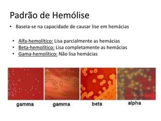 Padrão de Hemólise
• Baseia-se na capacidade de causar lise em hemácias
• Alfa-hemolítico: Lisa parcialmente as hemácias
• Beta-hemolítico: Lisa completamente as hemácias
• Gama-hemolítico: Não lisa hemácias
 