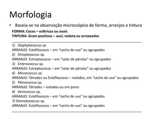 Morfologia
• Baseia-se na observação microscópica de forma, arranjos e tintura
FORMA: Cocos – esféricos ou ovais
TINTURA: Gram positivos – azul, violeta ou arroxeados
___________________________________________________________________
1) Staphylococcus sp.
ARRANJO: Estafilococos – em “cacho de uva” ou agrupados
2) Streptococcus sp.
ARRANJO: Estreptococos – em “colar de pérolas” ou agrupados
3) Enterococcus sp.
ARRANJO: Estreptococos – em “colar de pérolas” ou agrupados
4) Micrococcus sp.
ARRANJO: Tétrades ou Estafilococos – isolados, em “cacho de uva” ou agrupados
5) Planococcus sp.
ARRANJO: Tétrades – isolados ou em pares
6) Aerococcus sp.
ARRANJO: Estafilococos – em “cacho de uva” ou agrupados
7) Stomatococcus sp.
ARRANJO: Estafilococos – em “cacho de uva” ou agrupados
___________________________________________________________________
 