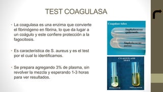 TEST COAGULASA
• La coagulasa es una enzima que convierte
el fibrinógeno en fibrina, lo que da lugar a
un coágulo y este confiere protección a la
fagocitosis.
• Es característica de S. aureus y es el test
por el cual lo identificamos.
• Se prepara agregando 3% de plasma, sin
revolver la mezcla y esperando 1-3 horas
para ver resultados.
 