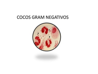 COCOS GRAM NEGATIVOS
 
