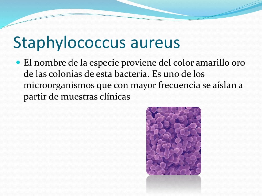 Cocos gram positivo
