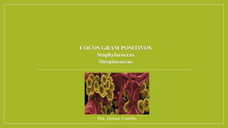 COCOS GRAM POSITIVOS
Staphylococcus
Streptococcus
Dra. Denice Castillo.
 