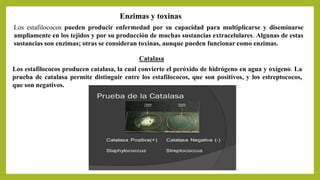 Enzimas y toxinas
Los estafilococos pueden producir enfermedad por su capacidad para multiplicarse y diseminarse
ampliamente en los tejidos y por su producción de muchas sustancias extracelulares. Algunas de estas
sustancias son enzimas; otras se consideran toxinas, aunque pueden funcionar como enzimas.
Catalasa
Los estafilococos producen catalasa, la cual convierte el peróxido de hidrógeno en agua y oxígeno. La
prueba de catalasa permite distinguir entre los estafilococos, que son positivos, y los estreptococos,
que son negativos.
 
