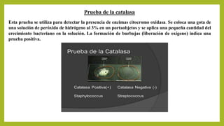 Prueba de la catalasa
Esta prueba se utiliza para detectar la presencia de enzimas citocromo oxidasa. Se coloca una gota de
una solución de peróxido de hidrógeno al 3% en un portaobjetos y se aplica una pequeña cantidad del
crecimiento bacteriano en la solución. La formación de burbujas (liberación de oxígeno) indica una
prueba positiva.
 