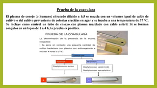Prueba de la coagulasa
El plasma de conejo (o humano) citratado diluido a 1:5 se mezcla con un volumen igual de caldo de
cultivo o del cultivo proveniente de colonias crecidas en agar y se incuba a una temperatura de 37 °C.
Se incluye como control un tubo de ensayo con plasma mezclado con caldo estéril. Si se forman
coágulos en un lapso de 1 a 4 h, la prueba es positiva.
 