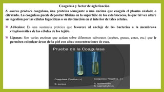 Coagulasa y factor de aglutinación
S. aureus produce coagulasa, una proteína semejante a una enzima que coagula el plasma oxalado o
citratado. La coagulasa puede depositar fibrina en la superficie de los estafilococos, lo que tal vez altere
su ingestión por las células fagocíticas o su destrucción en el interior de tales células.
Adhesina: Es una sustancia proteica que favorece al anclaje de las bacterias a la membrana
citoplasmática de las células de los tejido.
Lipasas: Son varias enzimas que actúan sobre diferentes substratos (aceites, grasas, ceras, etc.) que le
permiten colonizar áreas de la piel con altas concentraciones de esas.
 