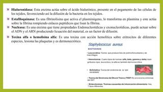 Hialuronidasa: Esta enzima actúa sobre el ácido hialurónico, presente en el pegamento de las células de
los tejidos, favoreciendo así la difusión de la bacteria en los tejidos.
Estafiloquinasa: Es una fibrinolisina que activa el plasminógeno, lo transforma en plasmina y este actúa
sobre la fibrina rompiendo enlaces peptídicos que lisan la fibrina.
Nucleasa: Es una enzima que tiene propiedades Endonucleotídicas y exonucleotídicas, puede actuar sobre
el ADN y el ARN produciendo licuación del material, es un factor de difusión.
Toxina alfa o hemolisina alfa: Es una toxina con acción hemolítica sobre eritrocitos de diferentes
especies, lesiona las plaquetas y es dermonecrótico.
 