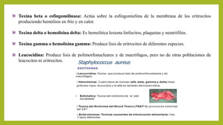 Toxina beta o esfingomilinasa: Actúa sobre la esfingomielina de la membrana de los eritrocitos
produciendo hemólisis en frío y en calor.
Toxina delta o hemolisina delta: Es hemolítica lesiona linfocitos, plaquetas y neutrófilos.
Toxina gamma o hemolisina gamma: Produce lisis de eritrocitos de diferentes especies.
Leucocidina: Produce lisis de polimorfonucleares y de macrófagos, pero no de otras poblaciones de
leucocitos ni eritrocitos.
 